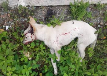 Caso de abandono de animales termina de forma trágica en Boconó 