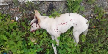 Caso de abandono de animales termina de forma trágica en Boconó 