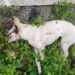 Caso de abandono de animales termina de forma trágica en Boconó 