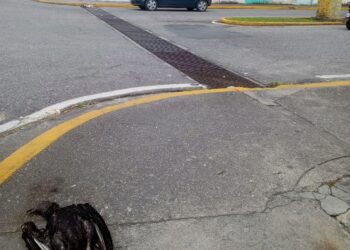 Piden retirar zamuros muertos de los alrededores del Hospital de Boconó 