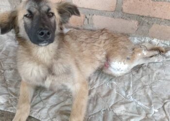 Piden ayuda para perro discapacitado: Una andadera con ruedas para «Dorado»
