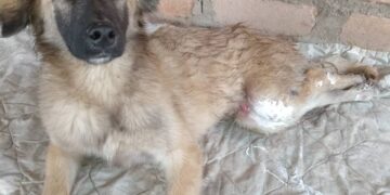 Piden ayuda para perro discapacitado: Una andadera con ruedas para «Dorado»