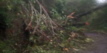 Deslizamiento de tierra obstruye paso a la Laguna de los Cedros