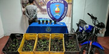Arrestan a hombre con varias plantas de marihuana en Boconó 