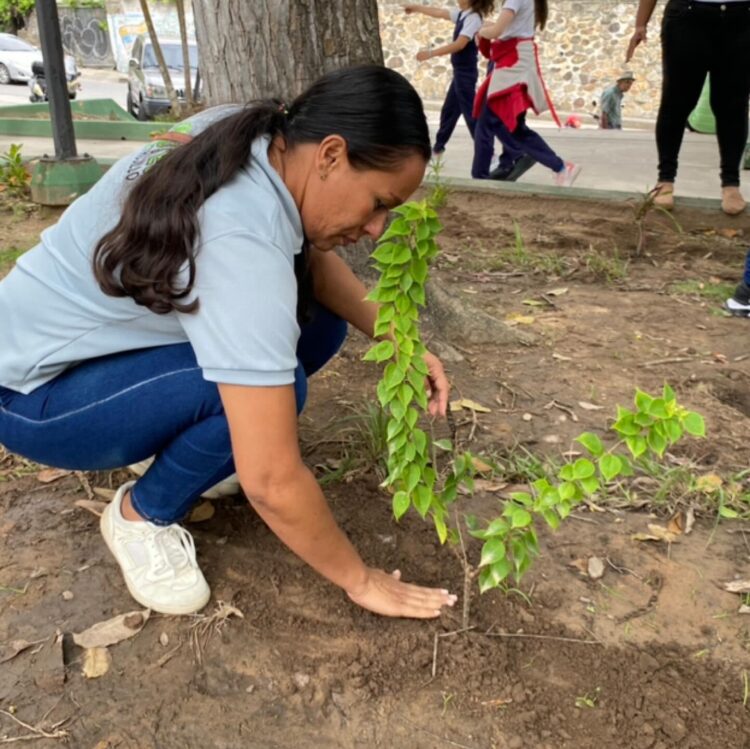 Sembradas 520 plantas en la Plaza Cristóbal Mendoza por el Día Mundial del Medio Ambiente