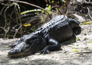 Ambientalistas luchan contrarreloj para frenar el Alligator Alcatraz migratorio en Florida