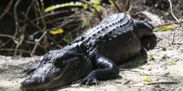 Ambientalistas luchan contrarreloj para frenar el Alligator Alcatraz migratorio en Florida