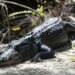 Ambientalistas luchan contrarreloj para frenar el Alligator Alcatraz migratorio en Florida