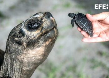 ‘Goliat’, la tortuga gigante de Galápagos en Miami, se convierte en padre a los 134 años