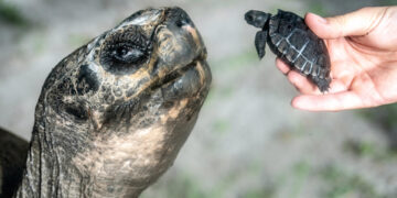 ‘Goliat’, la tortuga gigante de Galápagos en Miami, se convierte en padre a los 134 años