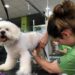 El Parlamento Europeo pide registrar a los perros y gatos de la UE entre otras normas de bienestar animal