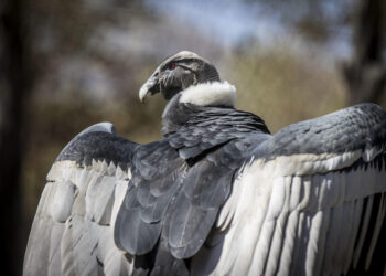 Más de 500 especies de aves, como el cóndor o el albatros, se extinguirán el próximo siglo