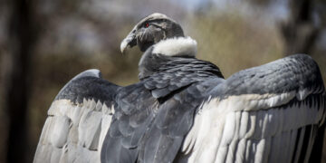 Más de 500 especies de aves, como el cóndor o el albatros, se extinguirán el próximo siglo