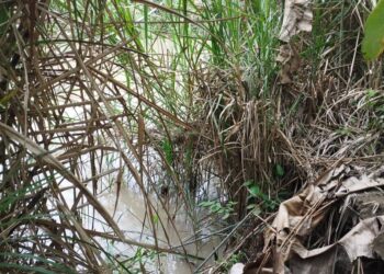 En alerta productores del municipio La Ceiba ante crecida de las aguas del rio Motatán