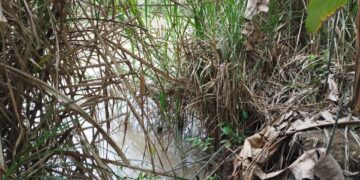 En alerta productores del municipio La Ceiba ante crecida de las aguas del rio Motatán