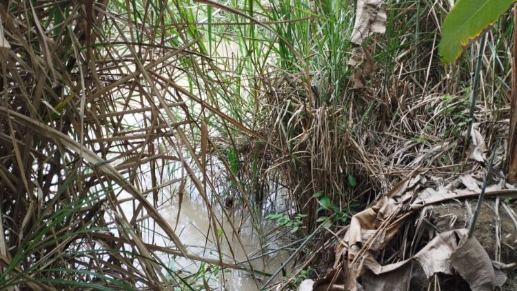 De nuevo el rio Motatán amenaza con salirse de su cauce.