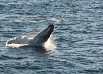 Ballenas y delfines, aliados contra el cambio climático aunque continúan bajo amenaza