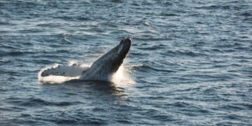 Ballenas y delfines, aliados contra el cambio climático aunque continúan bajo amenaza