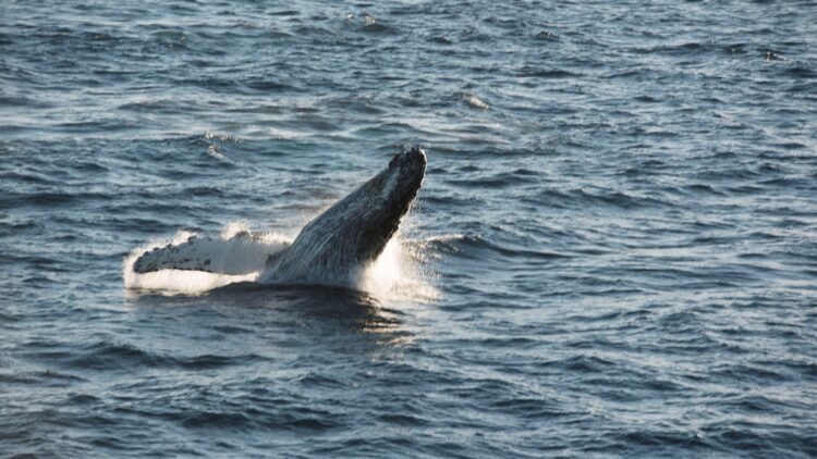 Vista de una ballena, en una fotografía de archivo. EFE/María Molina[