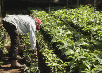 Aranceles de Trump amenazan al café latinoamericano, con precios récord del grano en EEUU