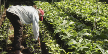 Aranceles de Trump amenazan al café latinoamericano, con precios récord del grano en EEUU