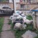 TRUJILLO | Vecinos denuncian proliferación de moscas y gusanos por acumulación de basura en Las Acacias