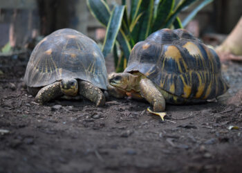 Las tortugas, un prometedor modelo para estudiar la longevidad y prevenir el cáncer