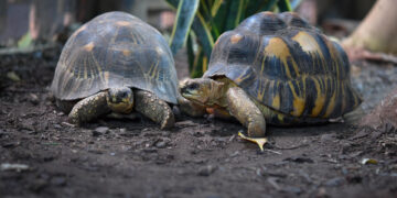 Las tortugas, un prometedor modelo para estudiar la longevidad y prevenir el cáncer