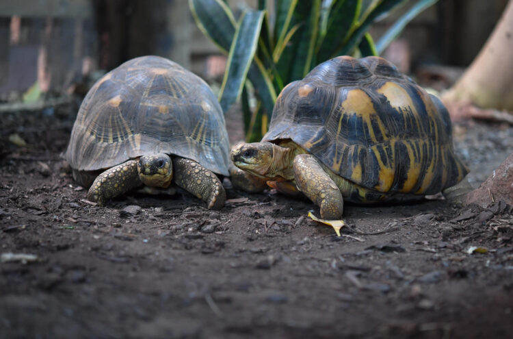 Las tortugas raramente enferman por cáncer, debido a los mecanismos biológicos únicos que les protegen a pesar de su gran tamaño y de su longevidad, por lo que los científicos han señalado que pueden ser modelos muy útiles y prometedores para estudiar el envejecimiento saludable y la resistencia al cáncer en humanos.  Dos ejemplares de tortuga en una fotografía facilitada por el Zoológico de Chester. EFE