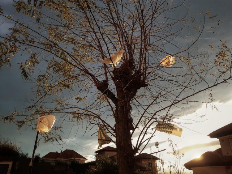 Imagen de archivo de bolsas de plástico en los árboles debido al viento. EFE/ROMÁN G. AGUILERA