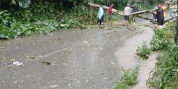 Boconó: Árboles obstruyeron vía a Campo Elías 