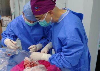 Realizan el primer trasplante de pulmón de cerdo a un humano en muerte cerebral