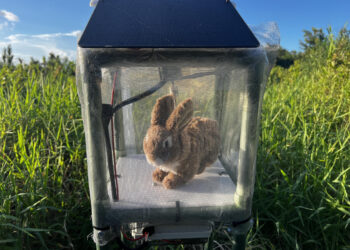 Florida combate una invasión de pitones birmanas con conejos robots