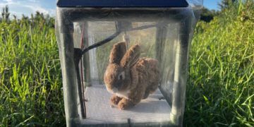 Florida combate una invasión de pitones birmanas con conejos robots