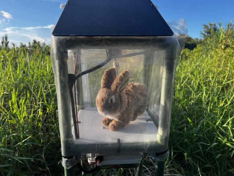 Hastiadas por la sobrepoblación de las pitones birmanas en el Parque Nacional de los Everglades, las autoridades de Florida comenzaron a emplear conejos robots que simulan el olor, el calor corporal y el movimiento de estos animales para capturar a las esquivas serpientes. EFE/South Florida Water Management District