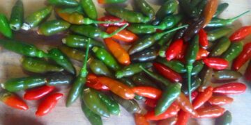 “Coma ají chirere para que sea un hombre” / Por Alfredo Matheus