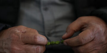 Identifican una hormona natural que protege a las neuronas del daño del párkinson