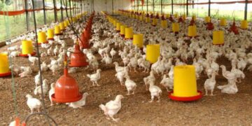 Valencia será sede del Congreso Internacional Avícola de Venezuela 2025