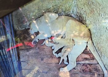 En Mérida celebran el nacimiento de leones en el Parque Zoológico Chorros de Milla