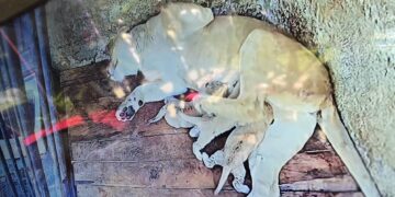 En Mérida celebran el nacimiento de leones en el Parque Zoológico Chorros de Milla