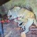 En Mérida celebran el nacimiento de leones en el Parque Zoológico Chorros de Milla