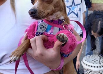 ‎Gobernación de Mérida desarrolló jornada veterinaria integral en el sector San José