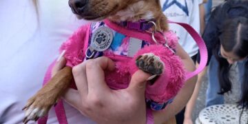 ‎Gobernación de Mérida desarrolló jornada veterinaria integral en el sector San José