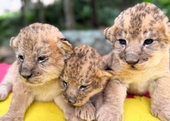Confirman excelente estado de salud de los tres cachorros de león nacidos en el zoológico Chorros de Milla