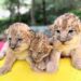 Confirman excelente estado de salud de los tres cachorros de león nacidos en el zoológico Chorros de Milla