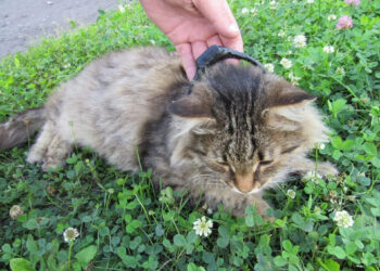 Capturan en Rusia a delincuentes que intentaron enviar drogas a una cárcel con un gato