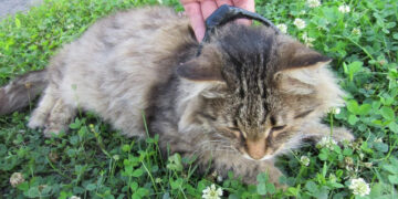 Capturan en Rusia a delincuentes que intentaron enviar drogas a una cárcel con un gato