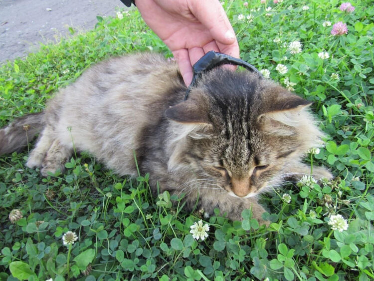 Las autoridades de un penal de la región rusa de Nizhni Nóvgorod detuvieron hoy a un grupo de delincuentes que pretendían enviar drogas a una cárcel con ayuda de un gato, que también quedó bajo custodia. EFE/Departamento regional del Servicio Federal Penitenciario de Rusia en Nizhni Nóvgorod // SOLO USO EDITORIAL/SOLO DISPONIBLE PARA ILUSTRAR LA NOTICIA QUE ACOMPAÑA (CRÉDITO OBLIGATORIO)