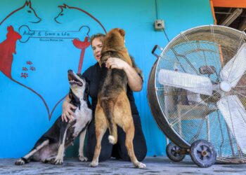 Mascotas abandonadas por migrantes deportados agravan crisis de refugios animales en EEUU