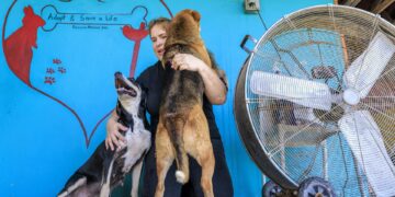 Mascotas abandonadas por migrantes deportados agravan crisis de refugios animales en EEUU